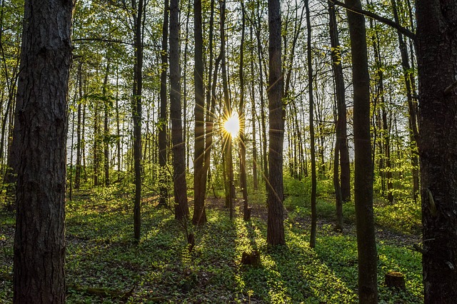 slunce za lesem